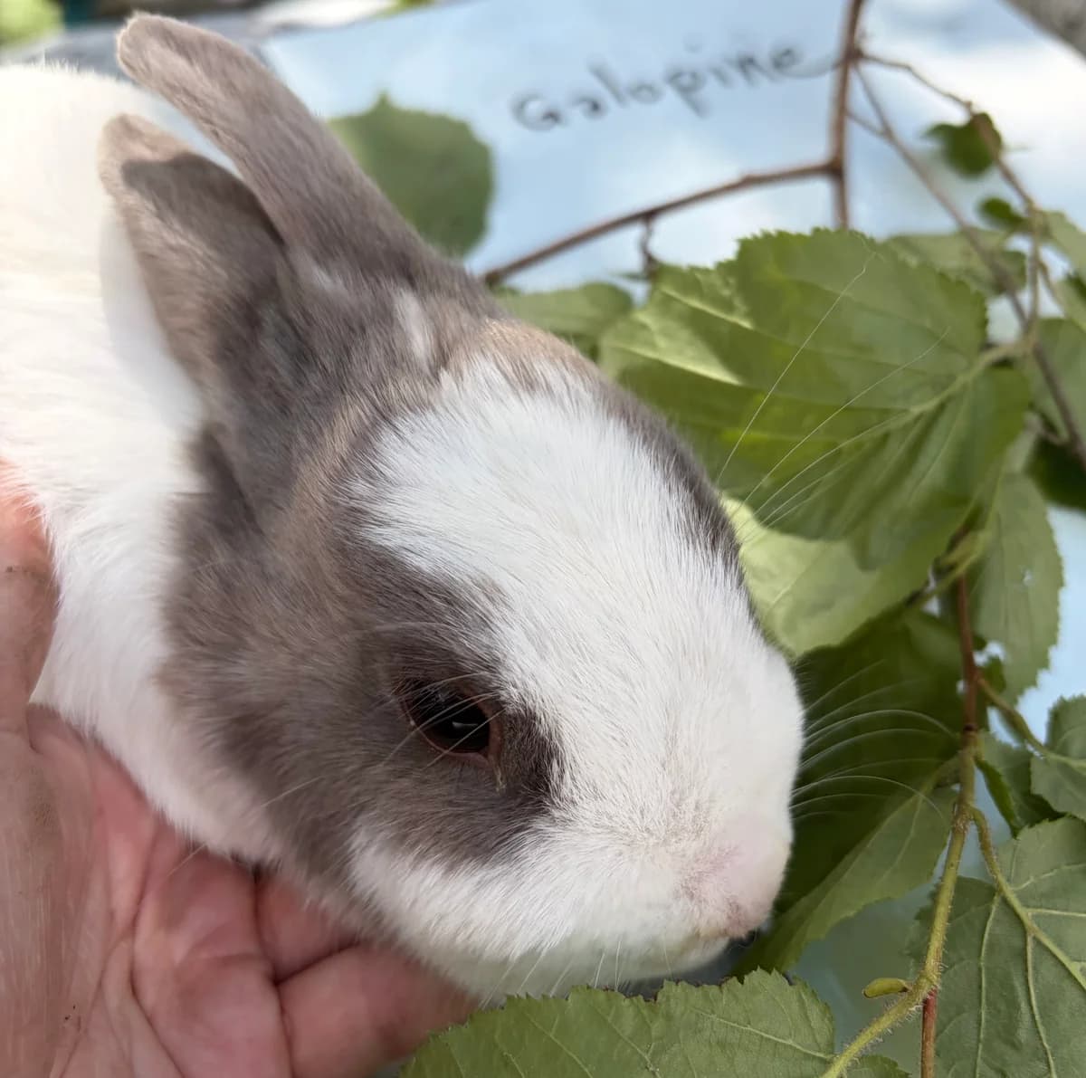 Galopine, female Mixed Breed for adoption at Les P