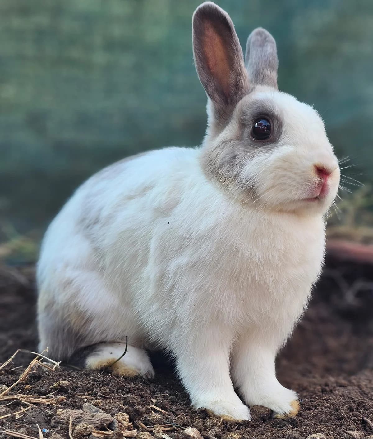 Galopine, female Mixed Breed for adoption at Les P