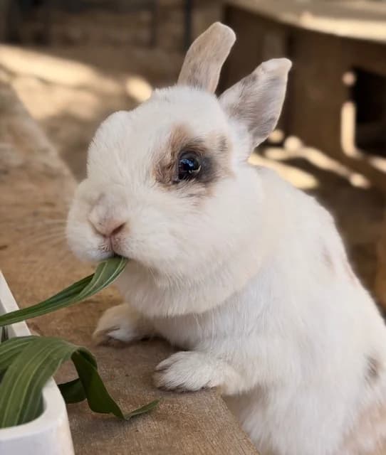 Gaufrette, female Mixed Breed for adoption at Les P