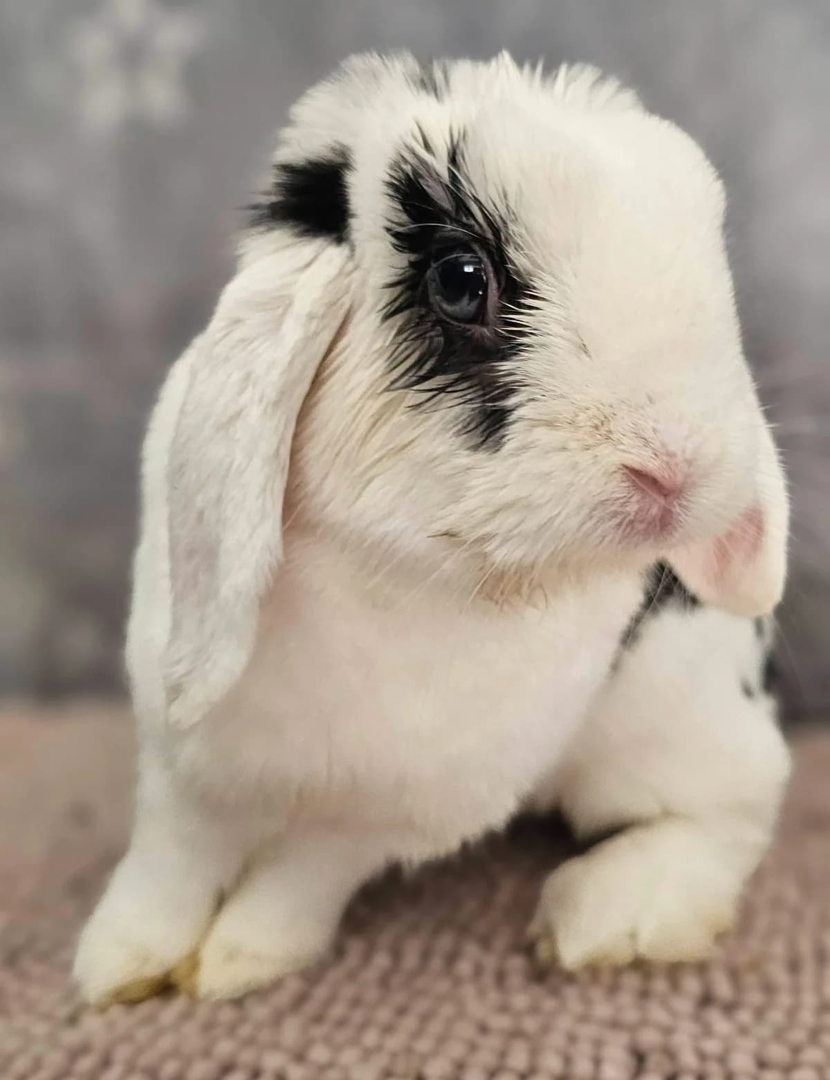 Ghost, male Mixed Breed for adoption at Les P