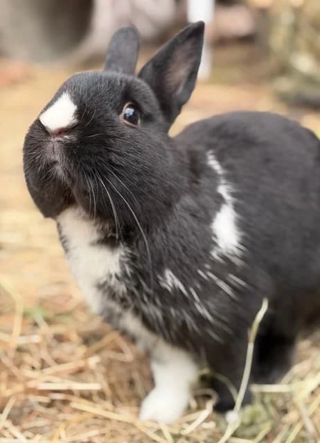 Grelot, male Mixed Breed for adoption at Les P