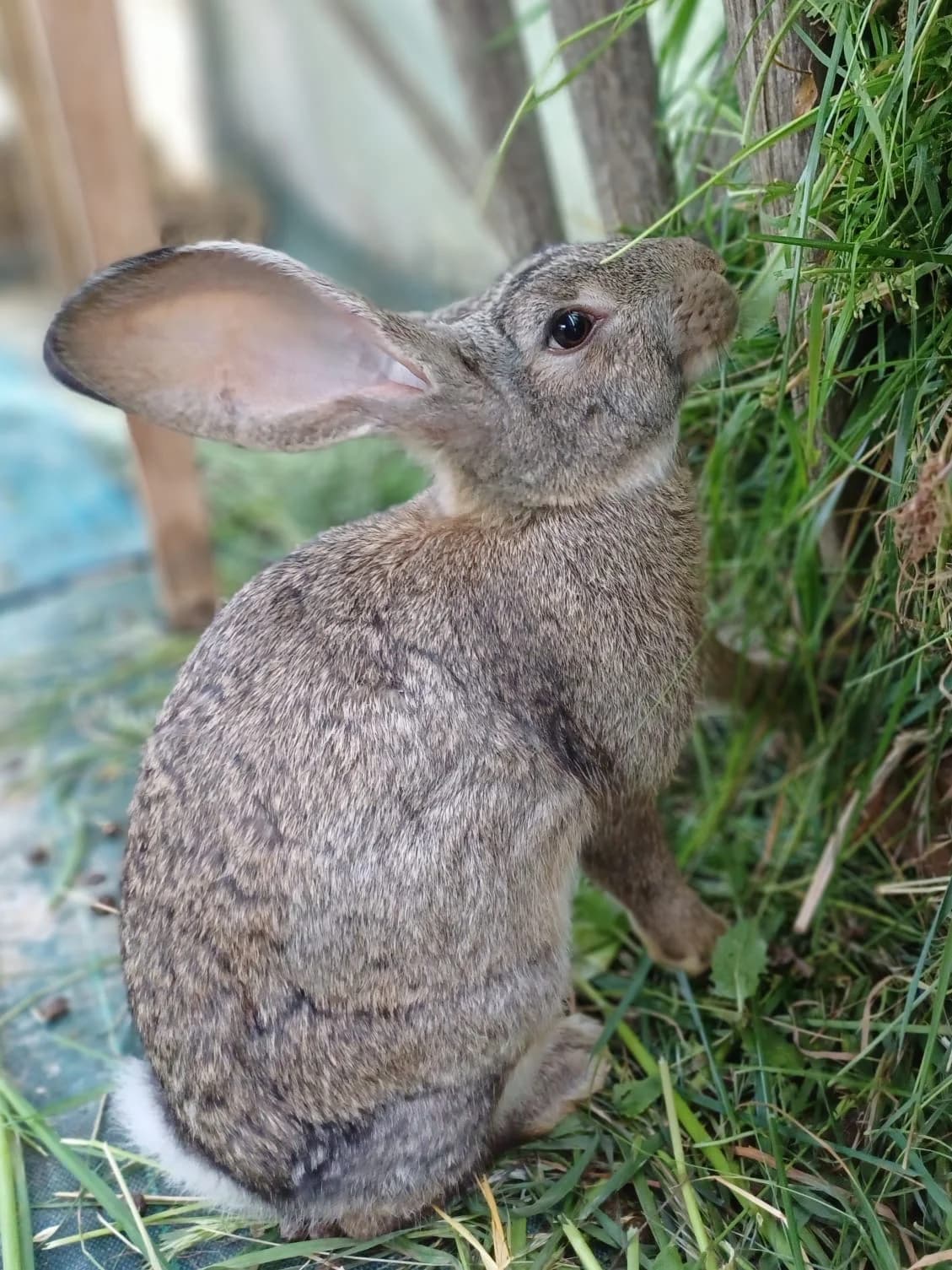 Groseille, female Mixed Breed for adoption at Les P