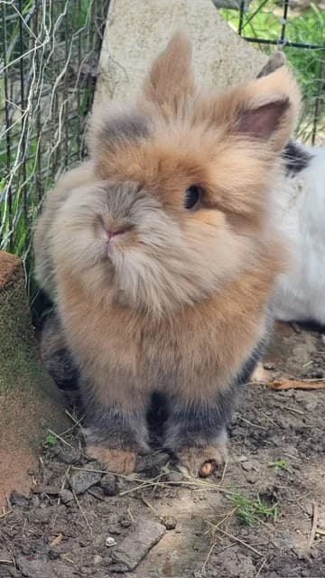 Hitch, male Mixed Breed for adoption at Les P