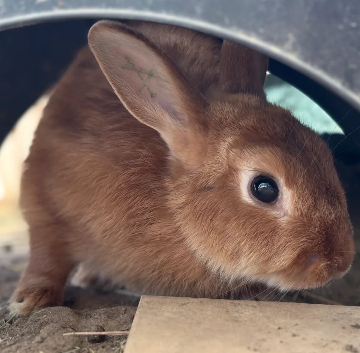 Jonquille, female Mixed Breed for adoption at Les P