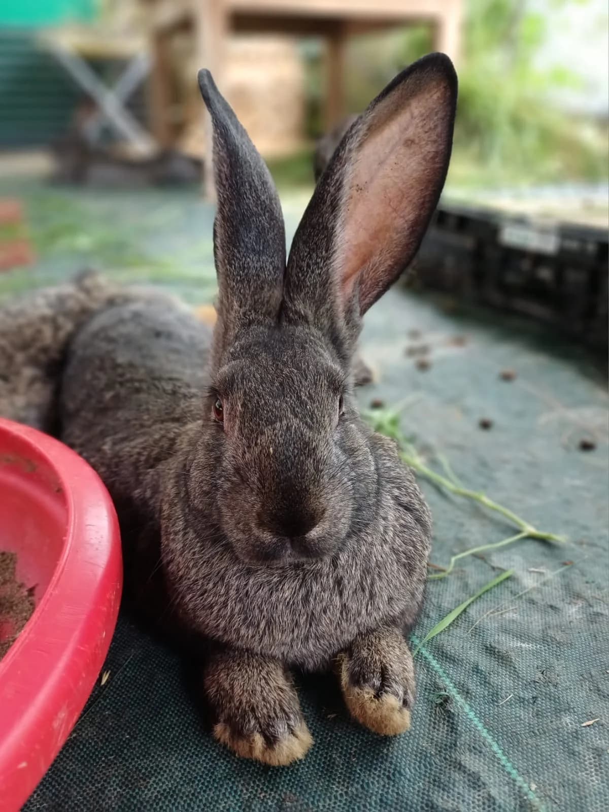 Kawaï, female Mixed Breed for adoption at Les P