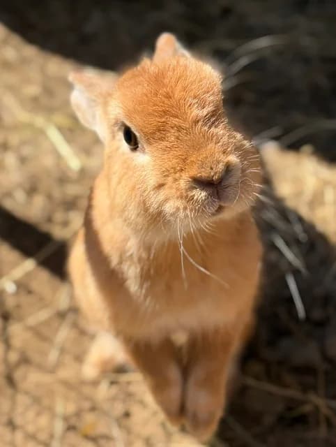 Kilouna, female Mixed Breed for adoption at Les P