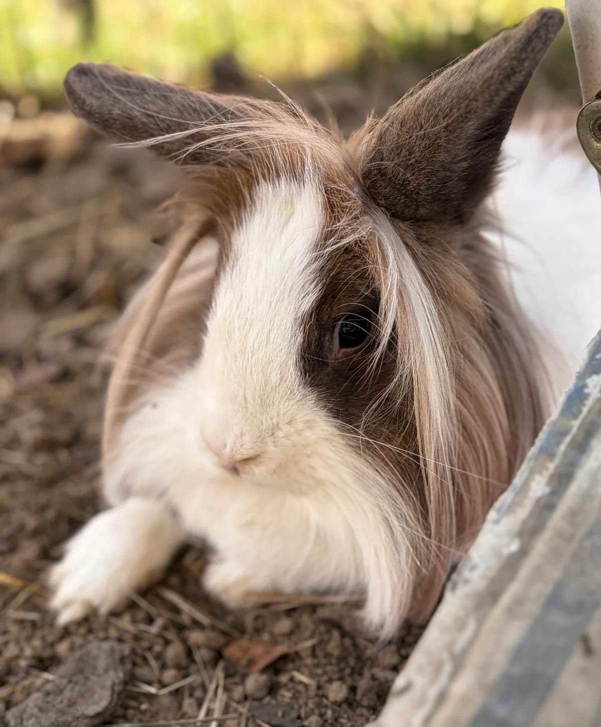 Lapuccino, female Mixed Breed for adoption at Les P
