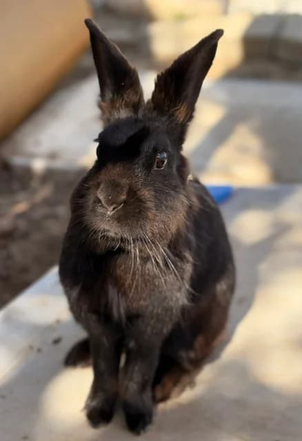 Lily, female Mixed Breed for adoption at Les P