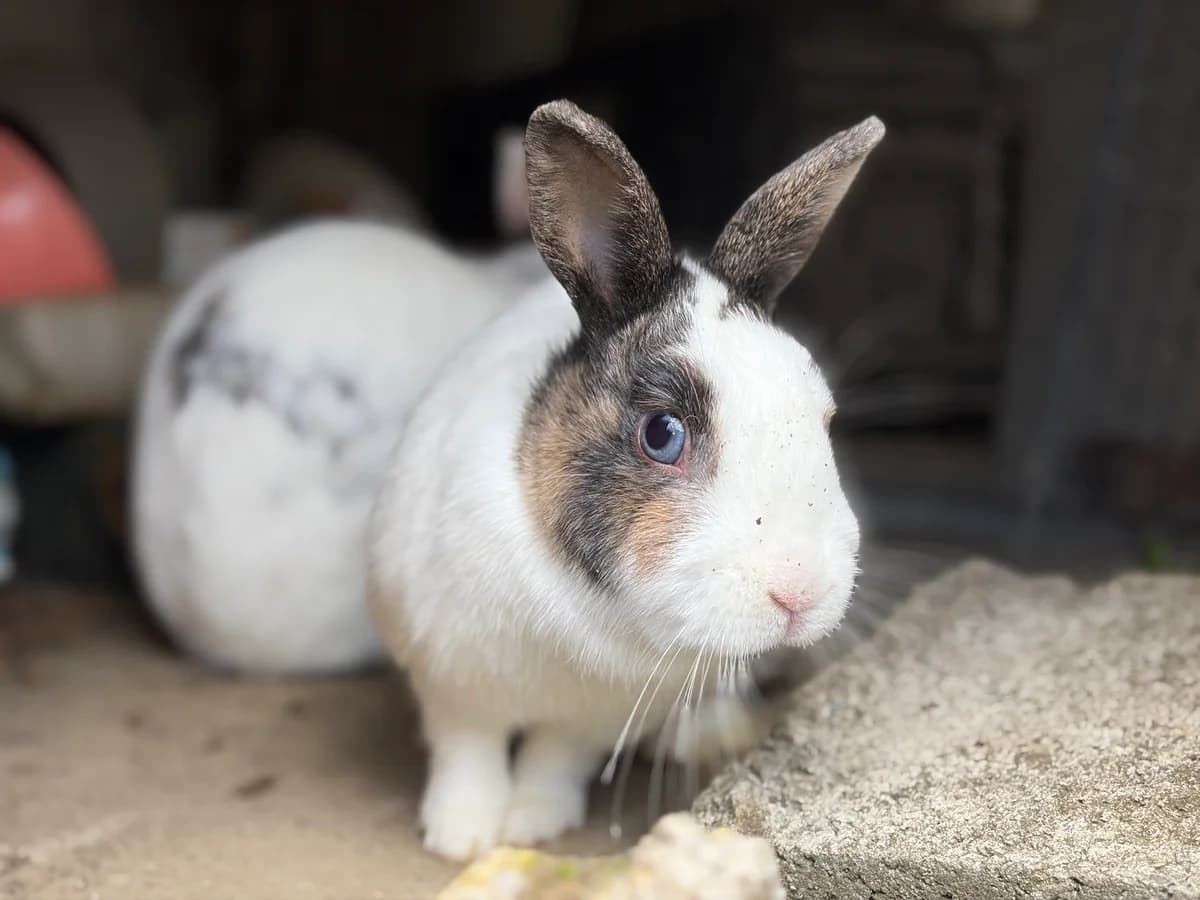 Lolly, female Mixed Breed for adoption at Les P