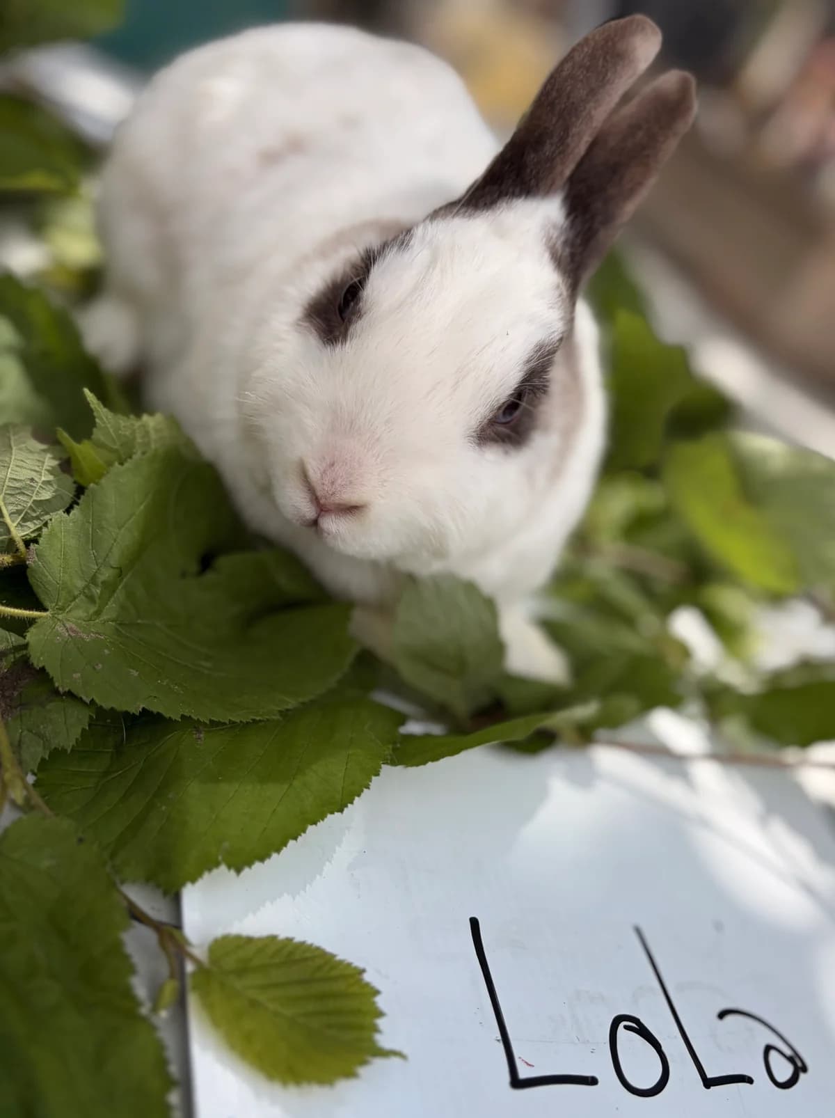 Lolita, female Mixed Breed for adoption at Les P
