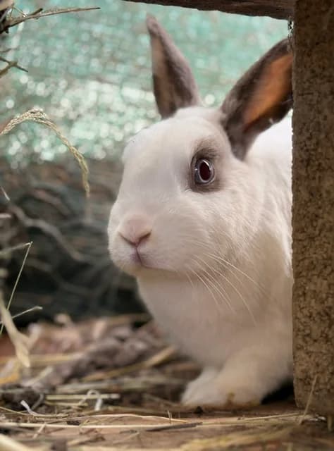 Lolita, female Mixed Breed for adoption at Les P