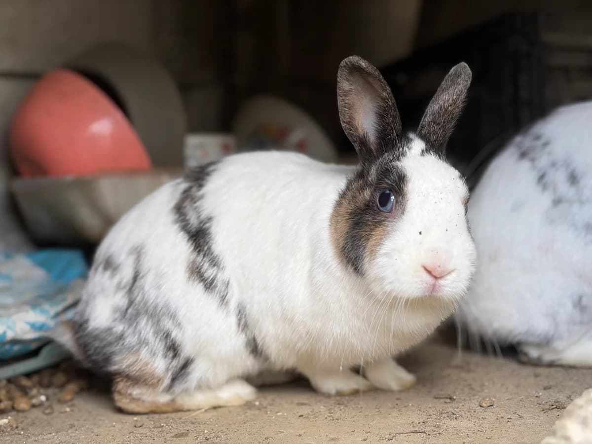 Lolly, female Mixed Breed for adoption at Les P