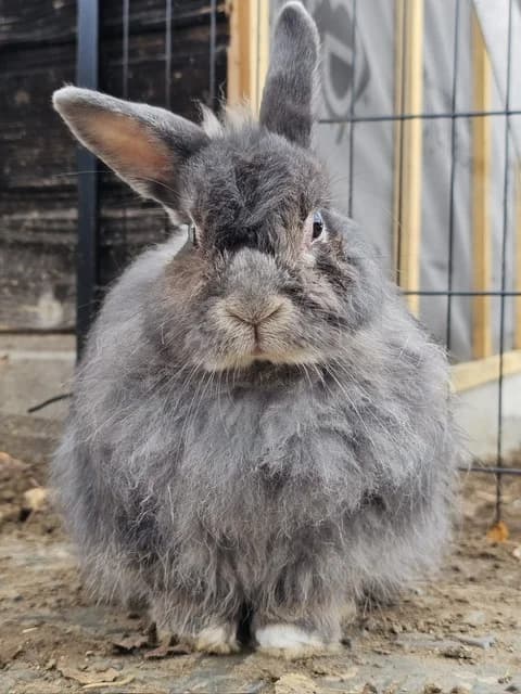 X, female Mixed Breed for adoption at Les P