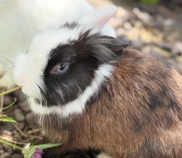 Matisse, male Mixed Breed for adoption at Les P