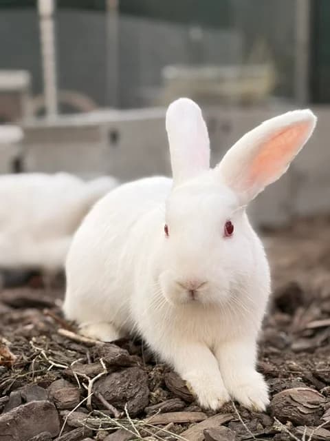 Nanabozo, male Mixed Breed for adoption at Les P