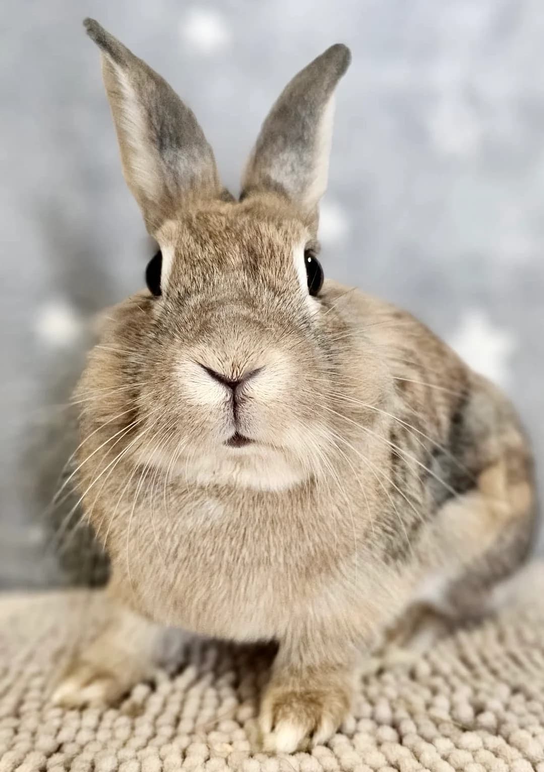 New, male Mixed Breed for adoption at Les P