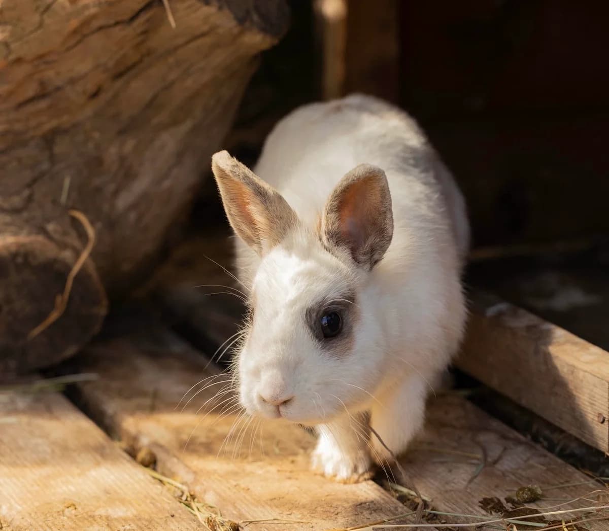 Norah, female Mixed Breed for adoption at Les P