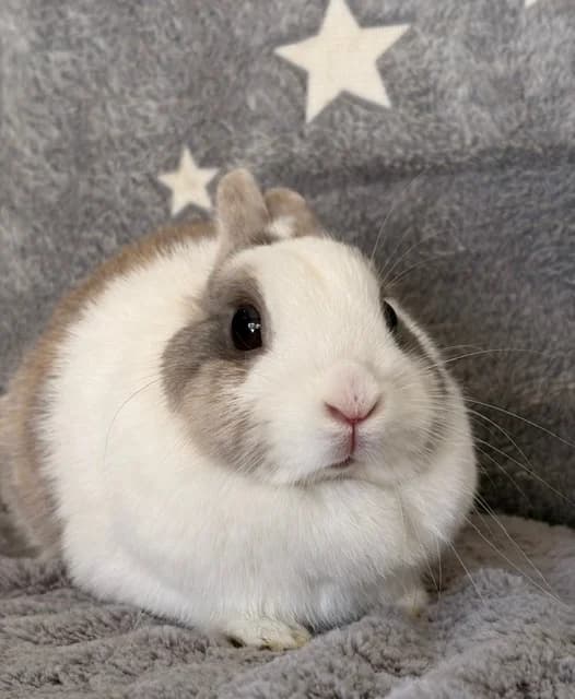 Nougatine, female Mixed Breed for adoption at Les P
