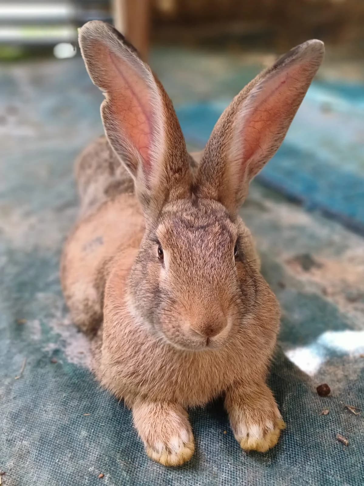 Opale, female Mixed Breed for adoption at Les P