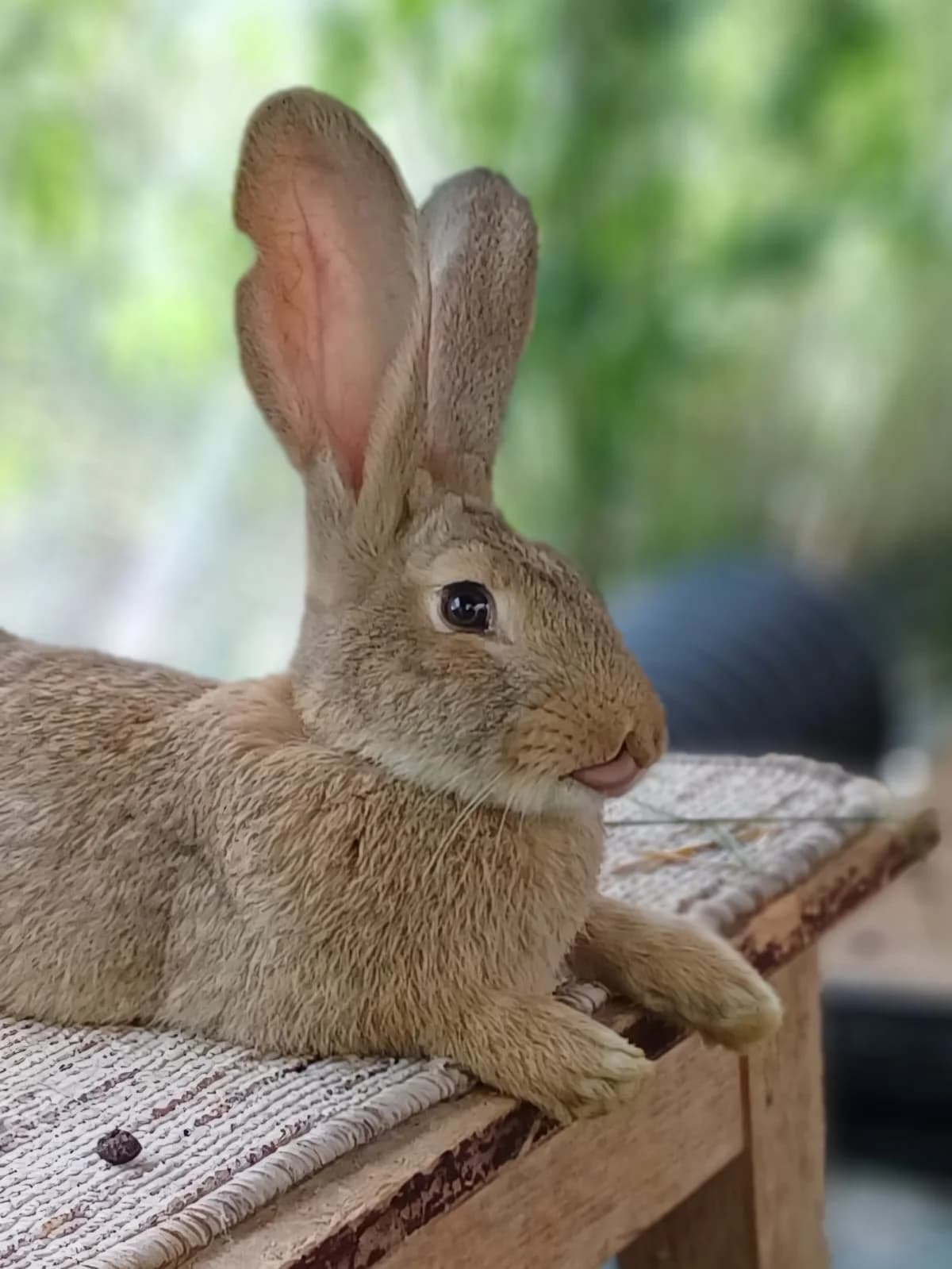 Oryx, female Mixed Breed for adoption at Les P