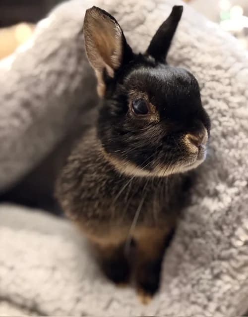 Perle, female Mixed Breed for adoption at Les P