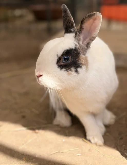 Scotty, male Mixed Breed for adoption at Les P