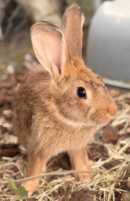 Sullivan, male Mixed Breed for adoption at Les P