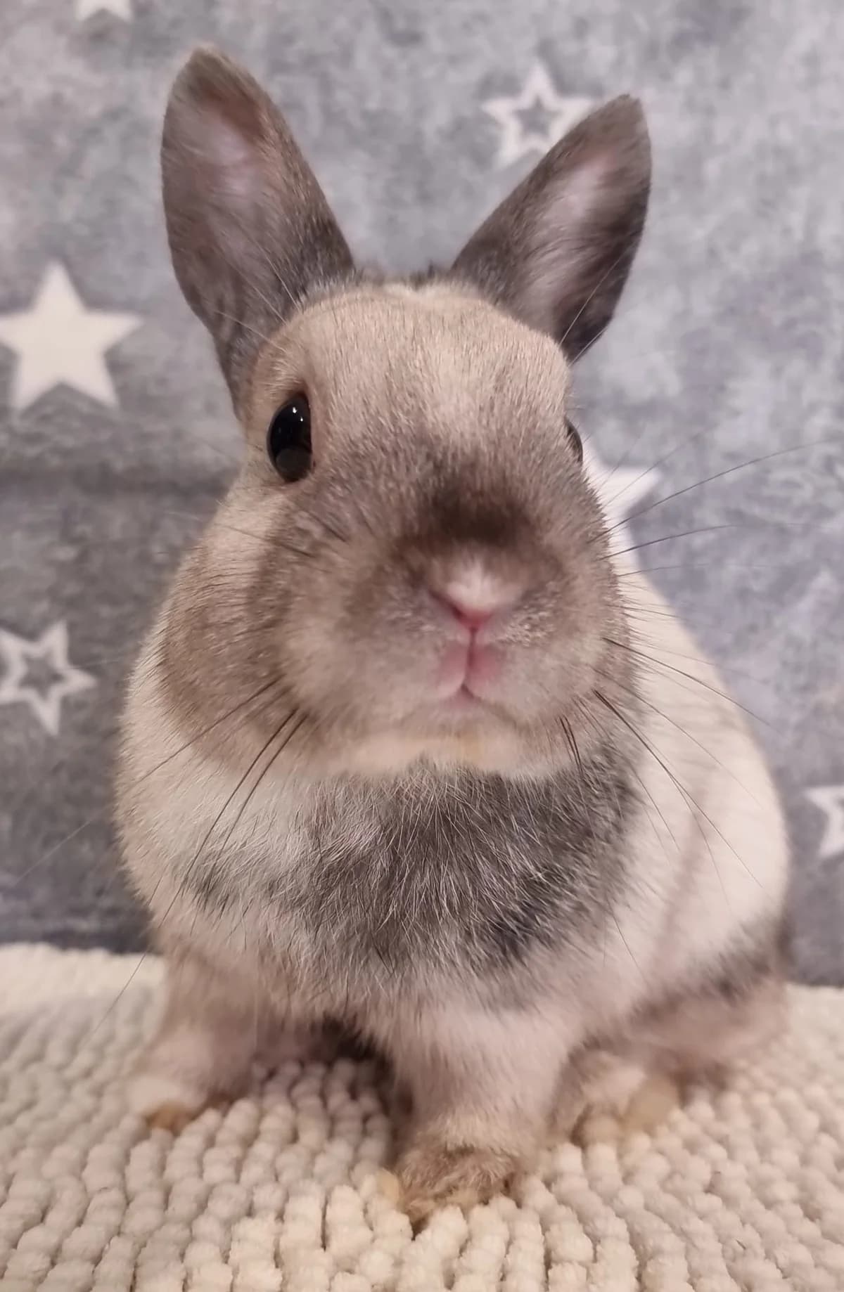 Tchoupi, male Mixed Breed for adoption at Les P