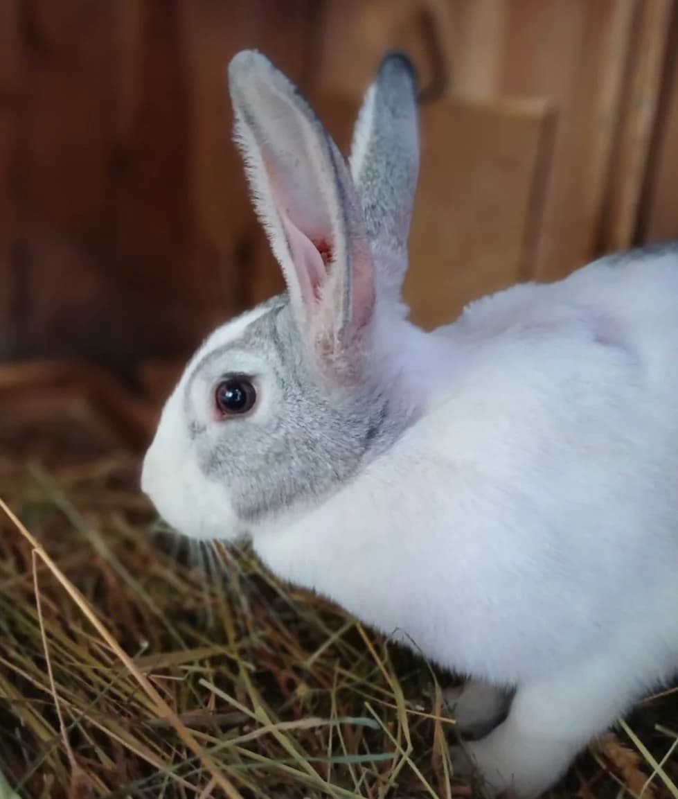 Windy, female Mixed Breed for adoption at Les P