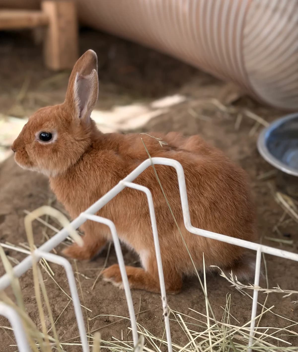 Zoreille, female Mixed Breed for adoption at Les P