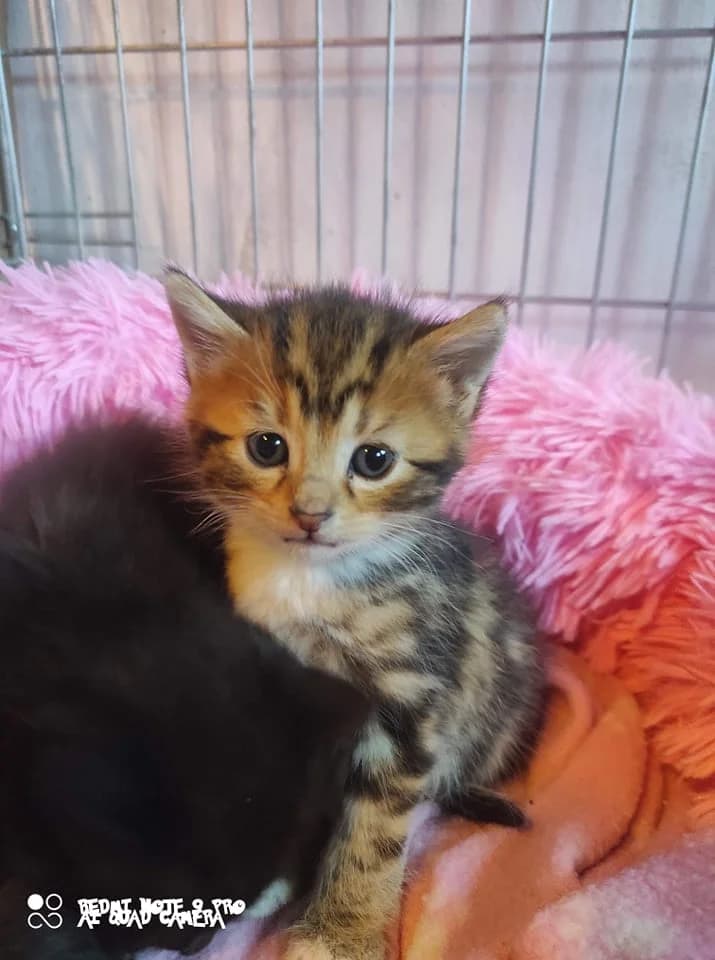Yoona, female Mixed Breed for adoption at Les Pa