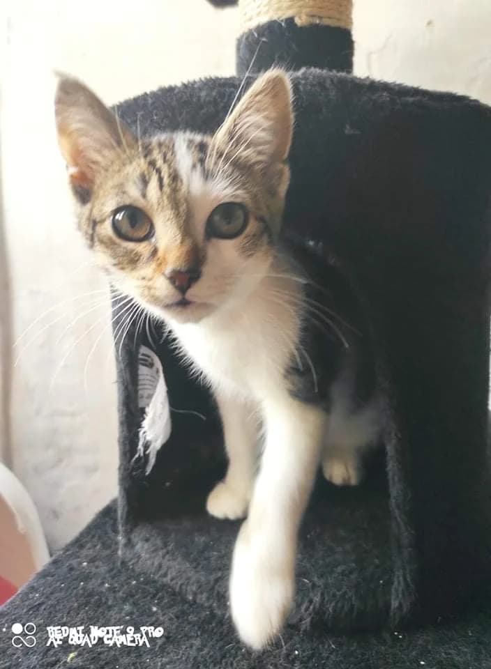 Megumi, female Mixed Breed for adoption at Les Pa