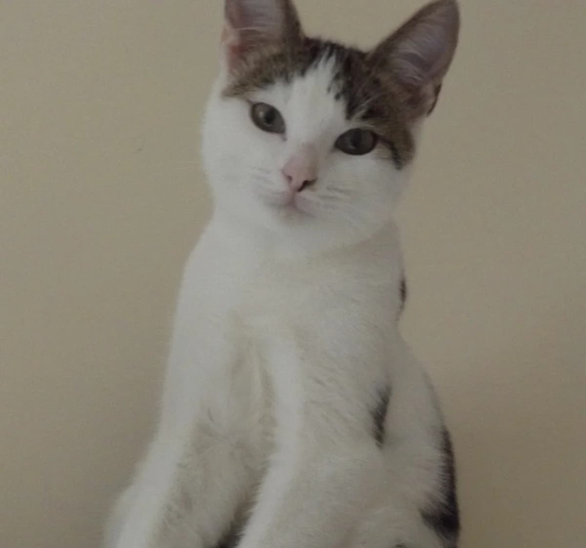 Sybello, male Mixed Breed for adoption at Les Pa