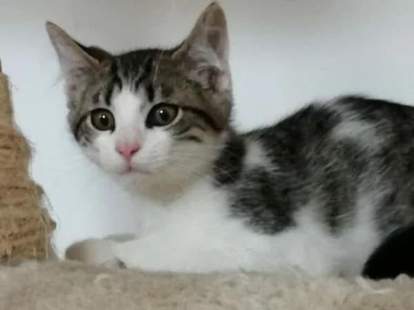 Shadow, male Mixed Breed for adoption at Les Pa