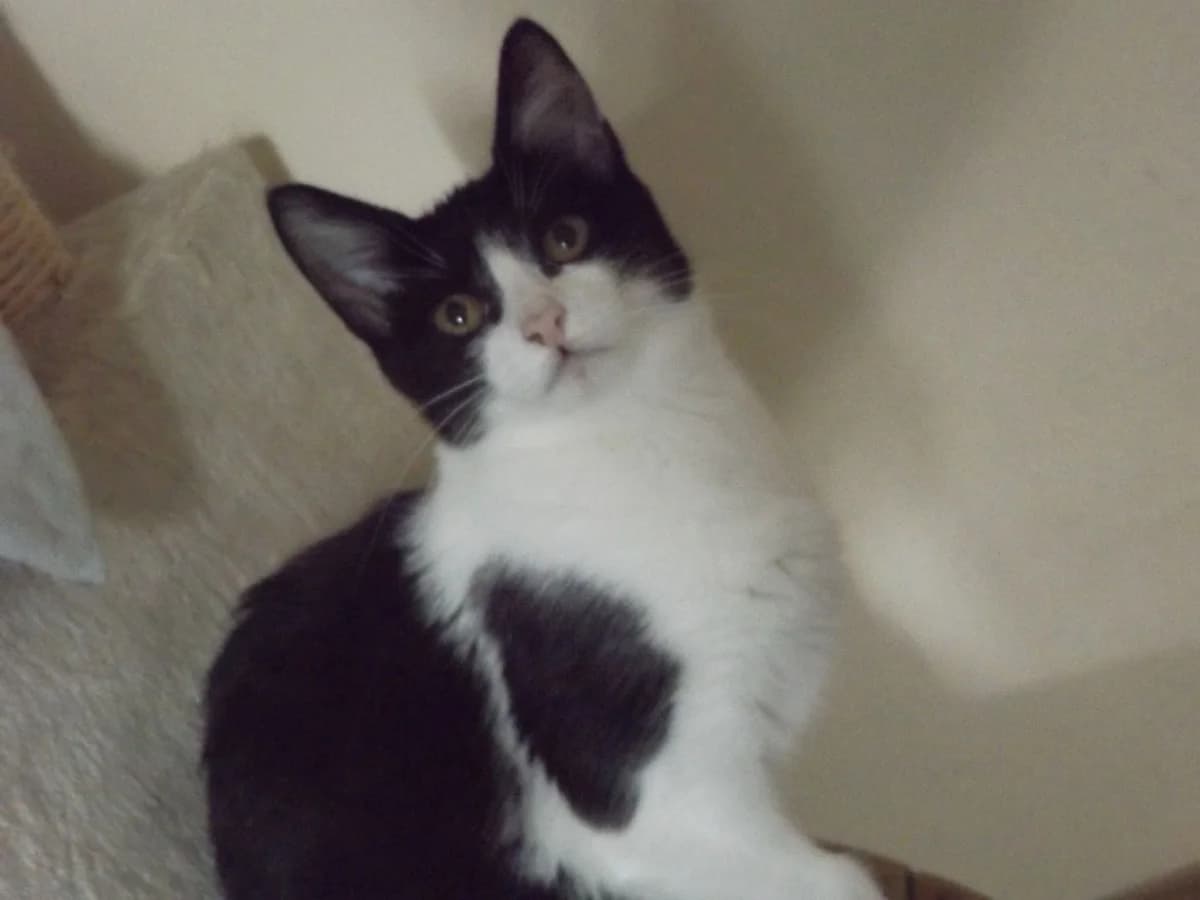 Jane, female Mixed Breed for adoption at Les Pa
