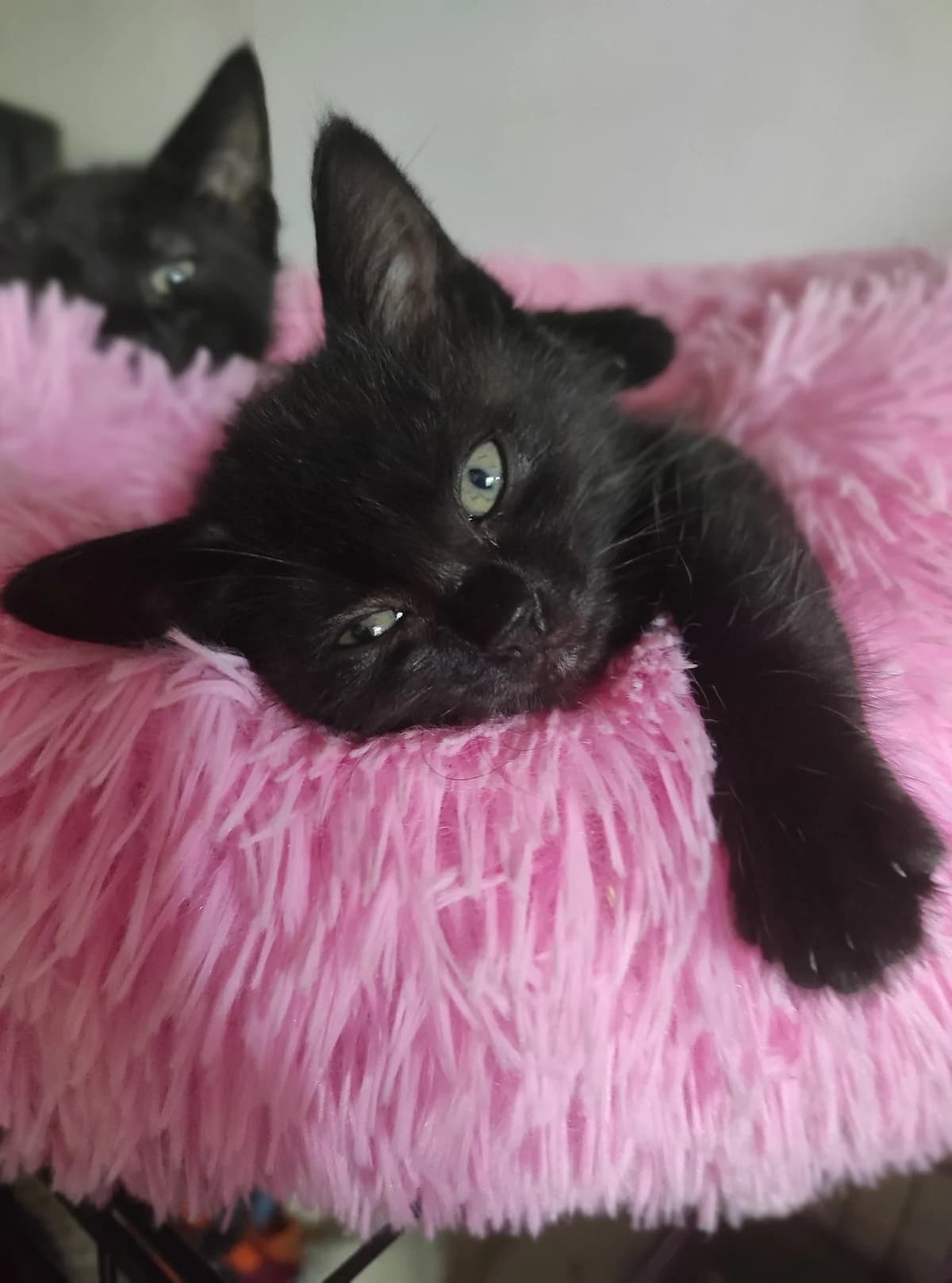 Aïko, female Mixed Breed for adoption at Les Pa
