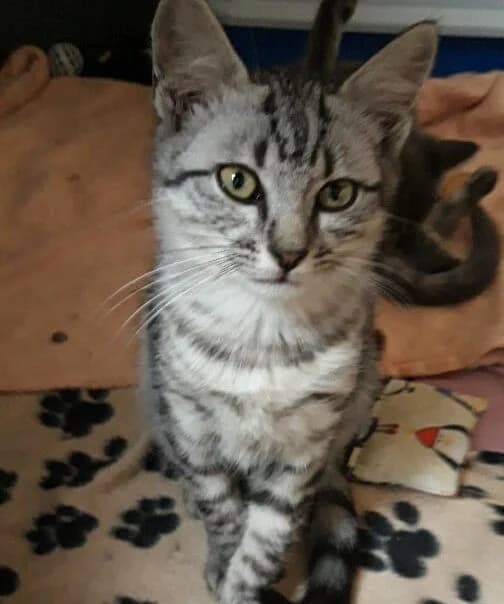 Shangha, male Mixed Breed for adoption at Les Pa
