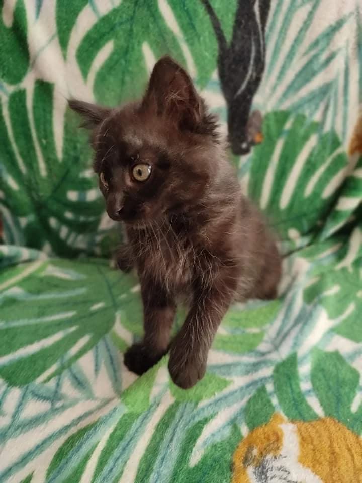 Flash, male Mixed Breed for adoption at Les Pa