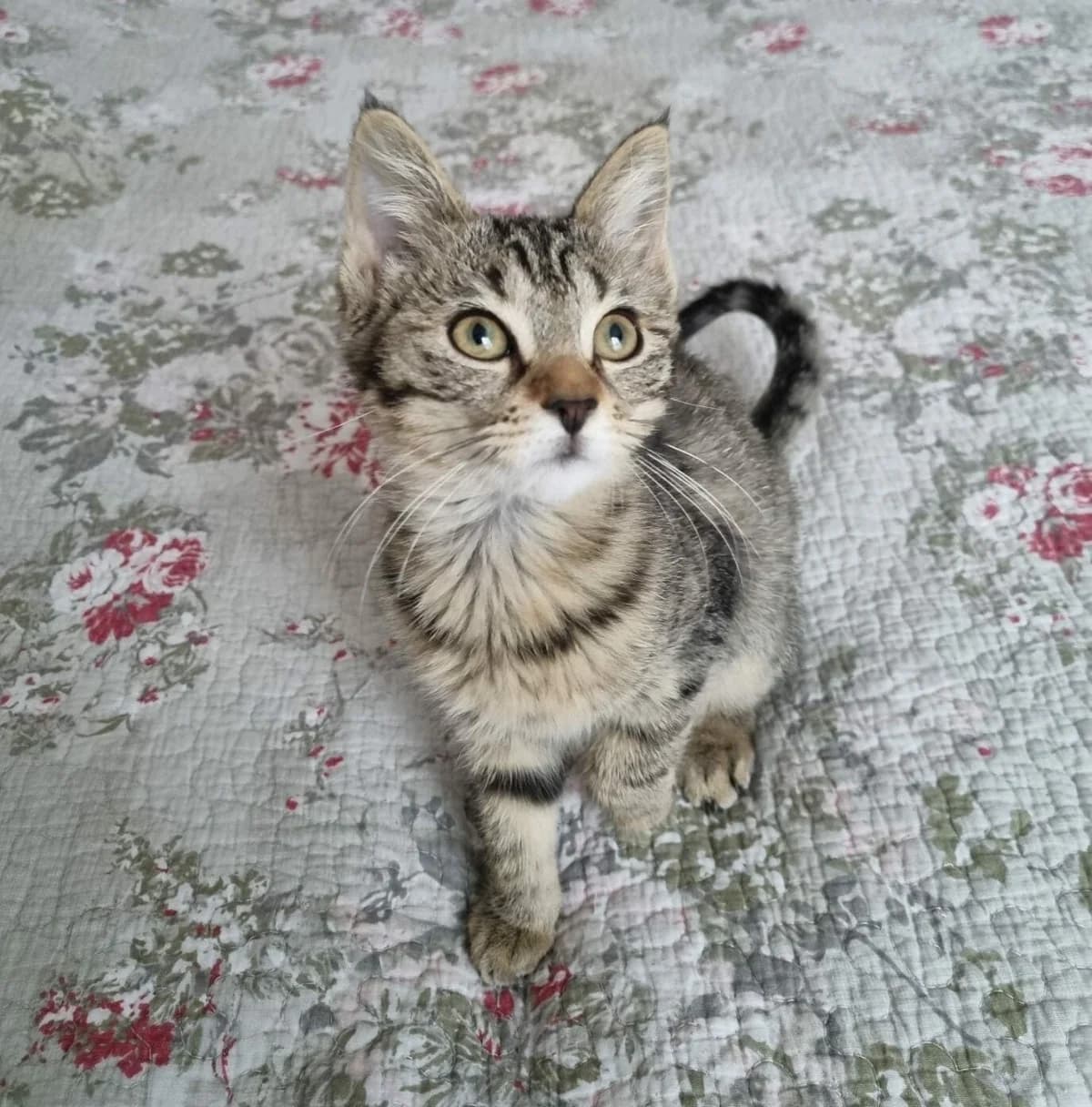 Romy, female Mixed Breed for adoption at Les Pa