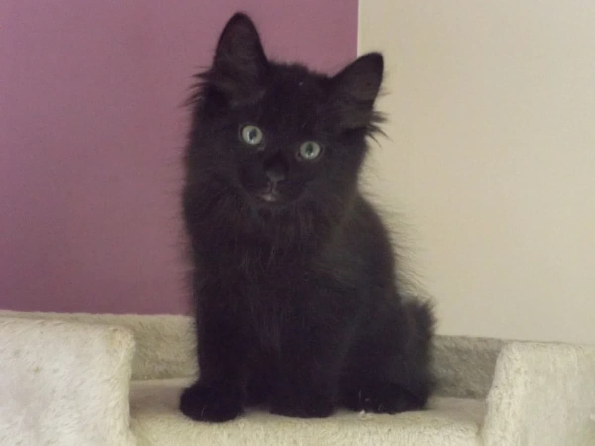 Saya, male Mixed Breed for adoption at Les Pa