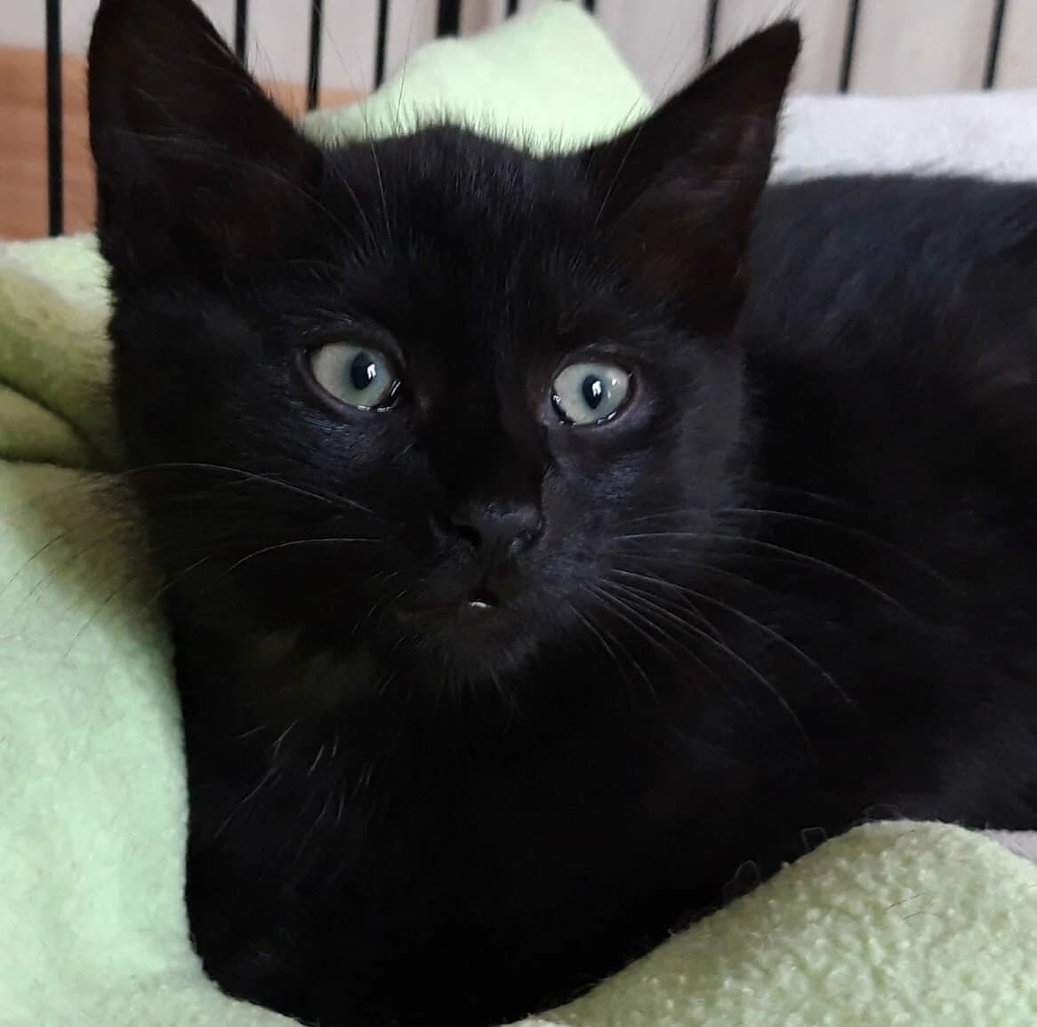 Sailor, male Mixed Breed for adoption at Les Pa