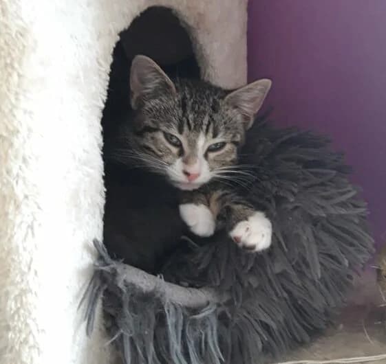 Bastet, female Mixed Breed for adoption at Les Pa