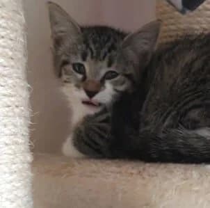 Siam, female Mixed Breed for adoption at Les Pa