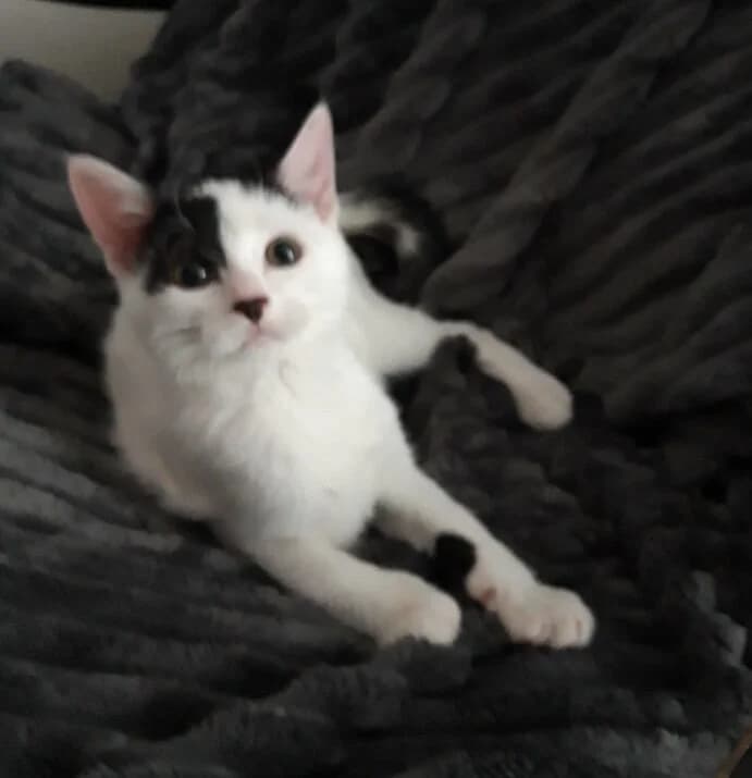 Chanel, male Mixed Breed for adoption at Les Pa