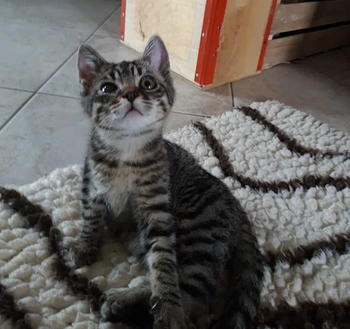 Vlad, male Mixed Breed for adoption at Les Pa