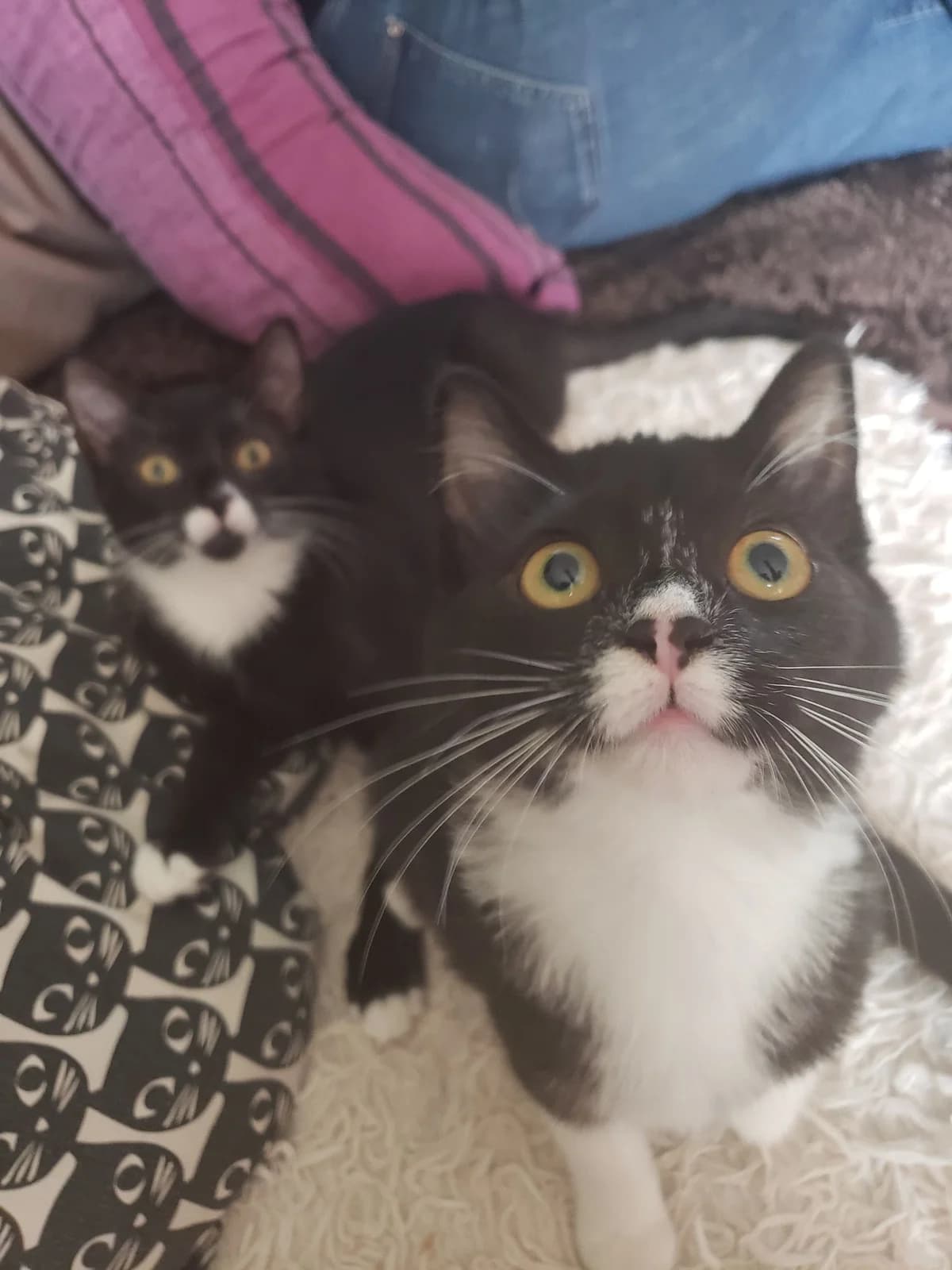 Coco et Moka, female Mixed Breed for adoption at Les Pa