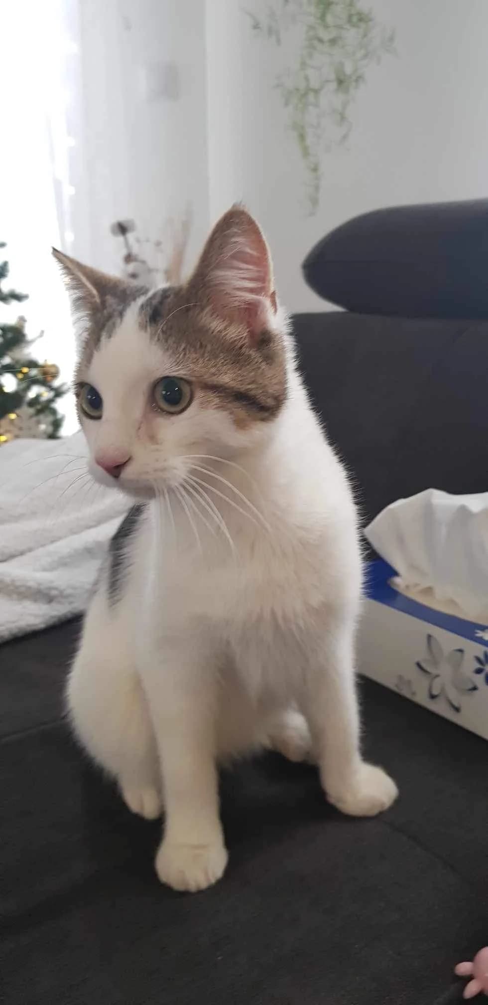 Theos, male Mixed Breed for adoption at Les Pa