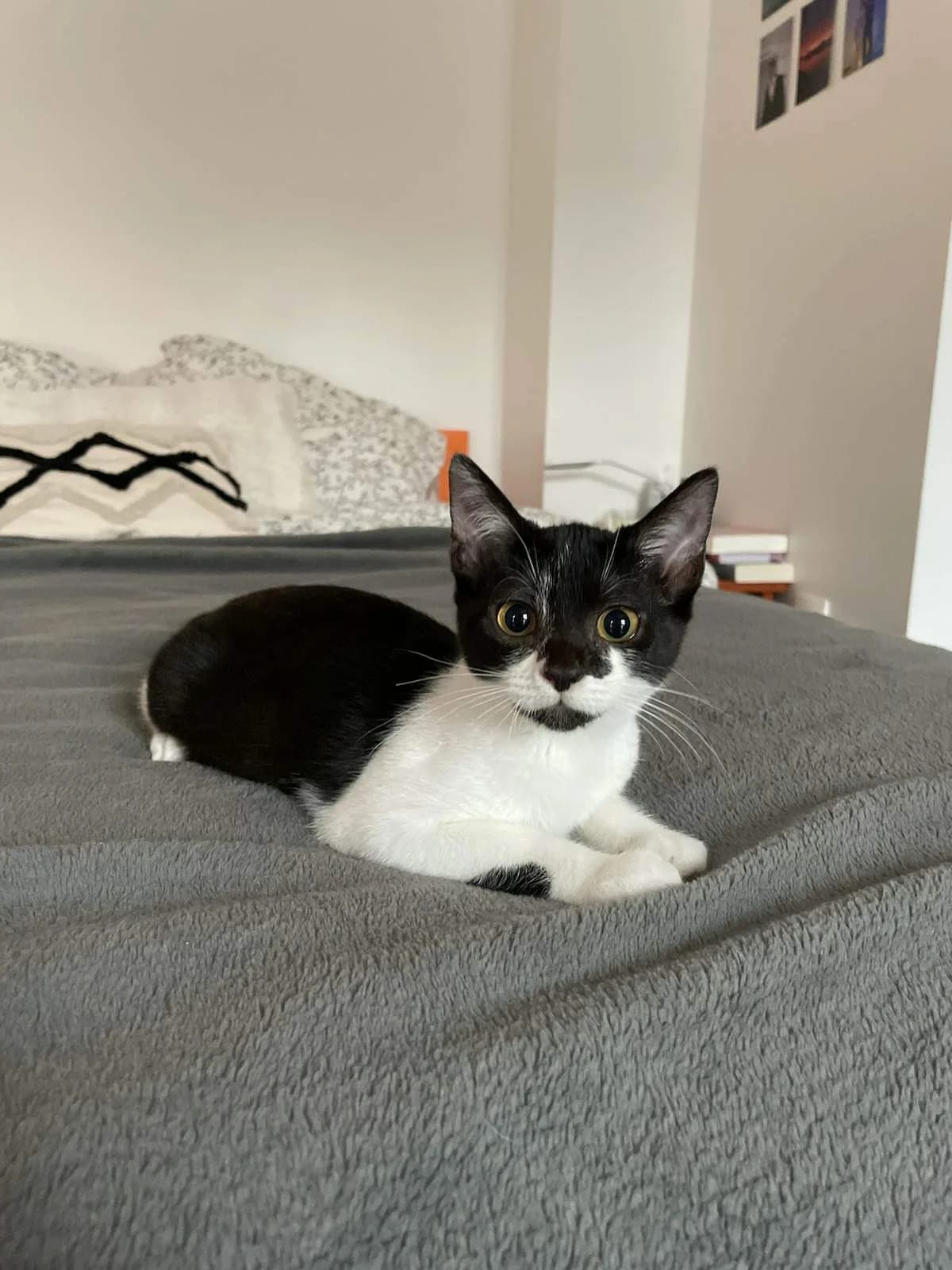 Tikae, female Mixed Breed for adoption at Les Pa
