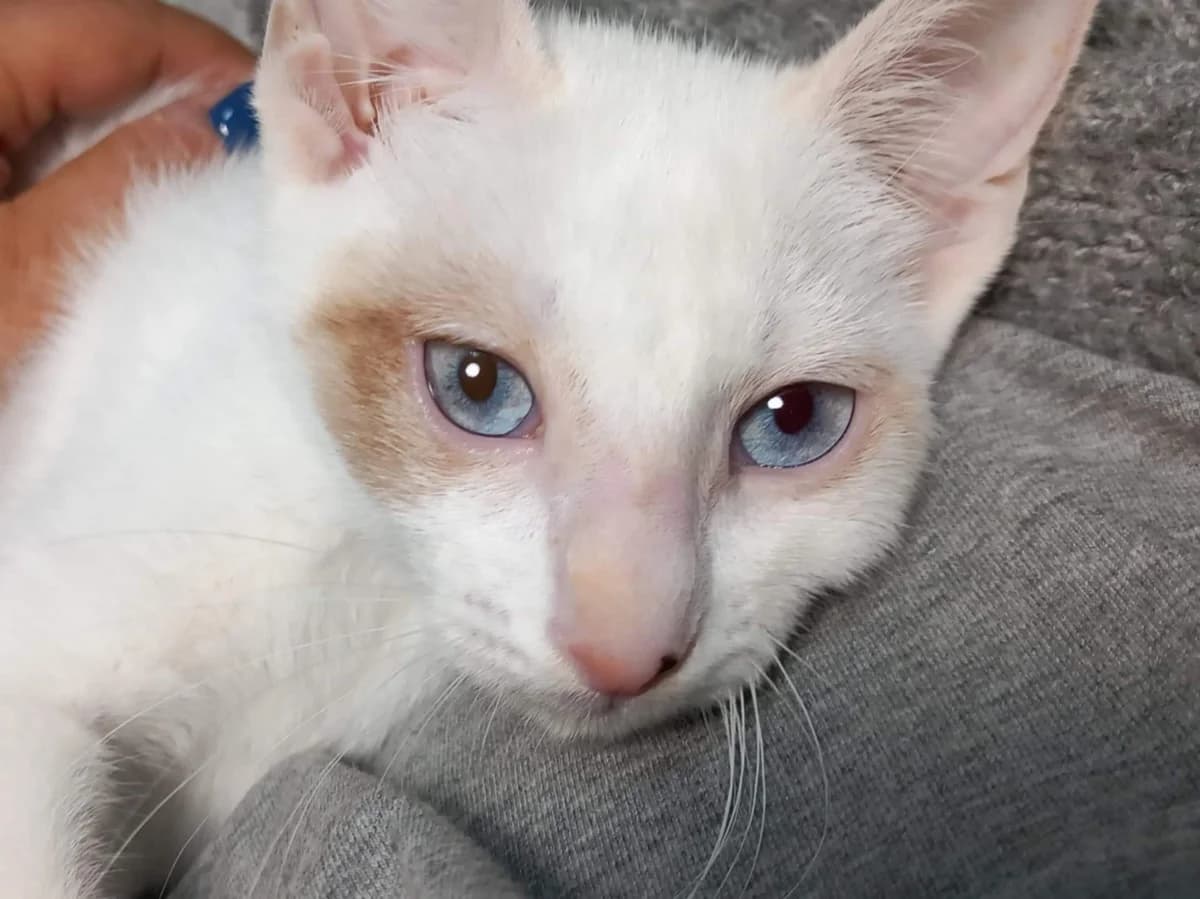 Manoa, female Mixed Breed for adoption at Les Pa