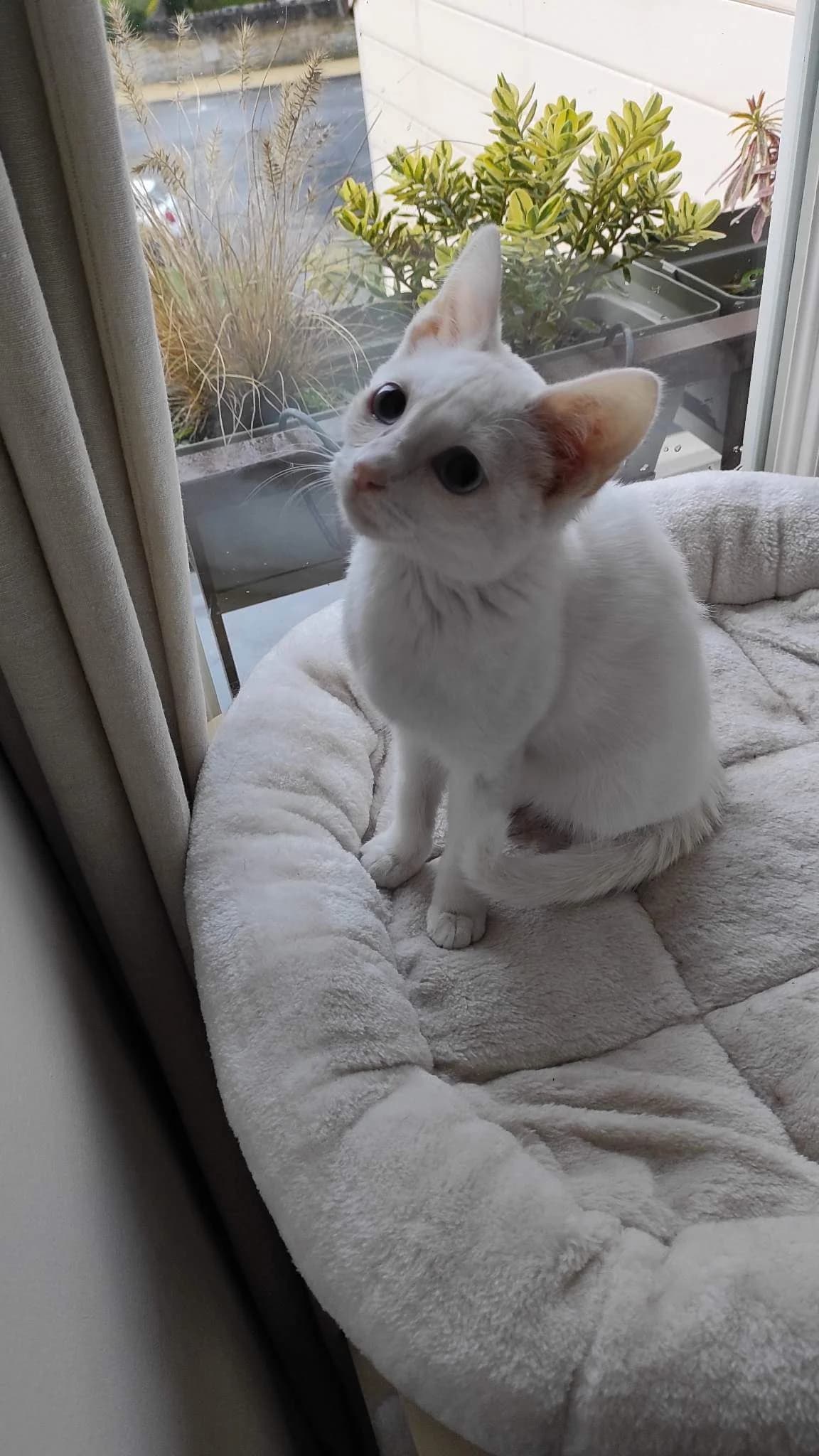 Neige, female Mixed Breed for adoption at Les Pa